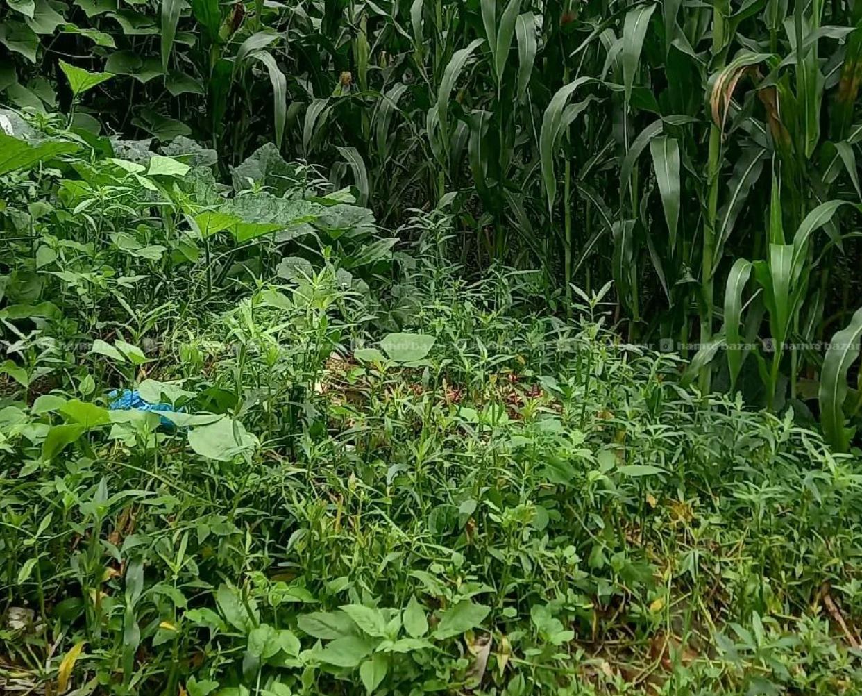 5 Ropani Land on sale in Rumjatar (SAMPLE REAL-ESTATE AD)